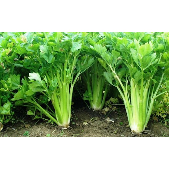 (isi 30) Benih SELEDRI Amigo Unggul - Bibit Biji Sayur-3