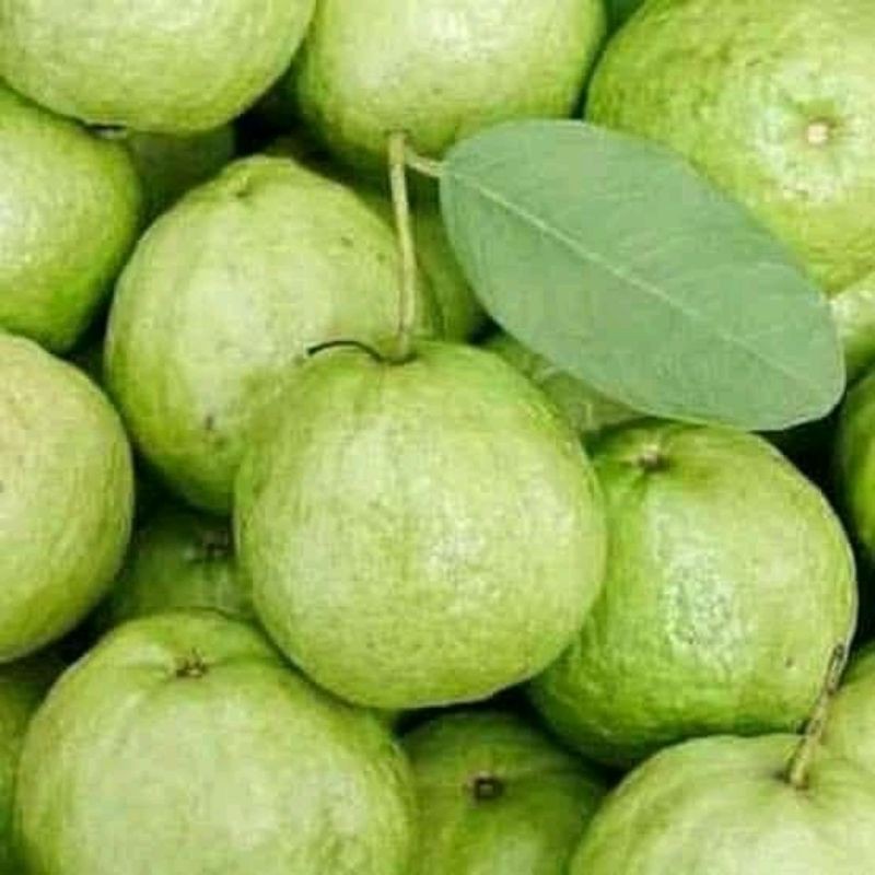 

JAMBU MERAH MANIS SEGAR SATU KILO