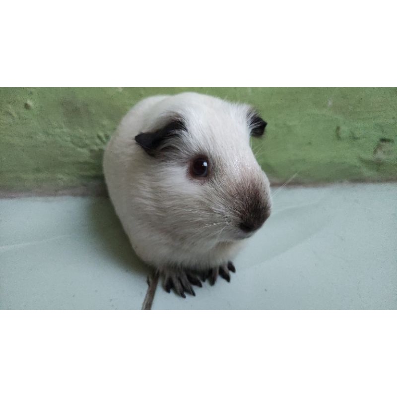 Guinea pig American Californian White