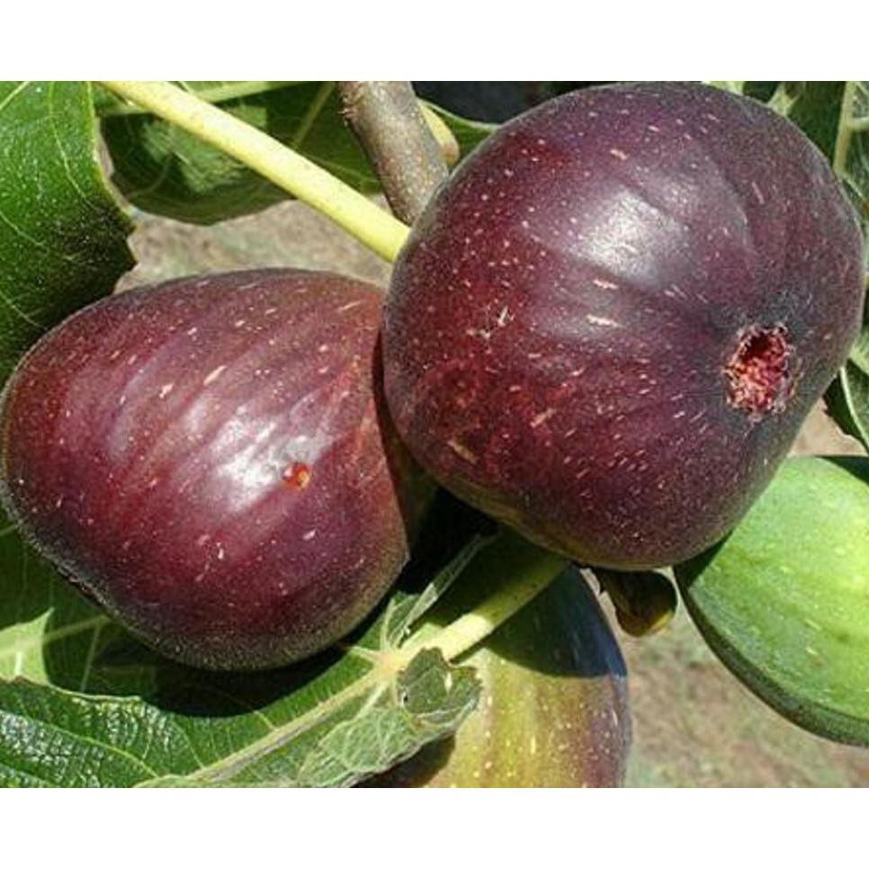 KW IMPORT BIBIT TANAMAN BUAH ARA TIN PURPLE JORDAN AN2 kw import