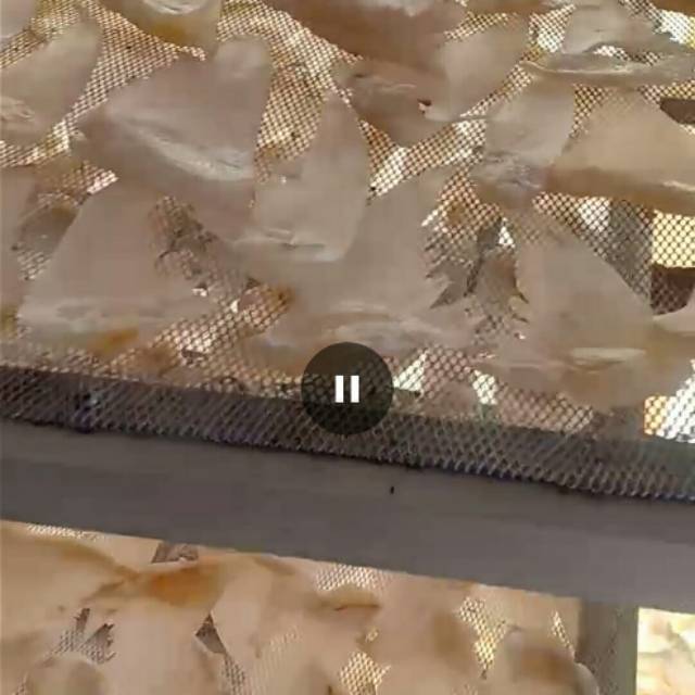 Sirip Ikan Hiu 100gram Murah