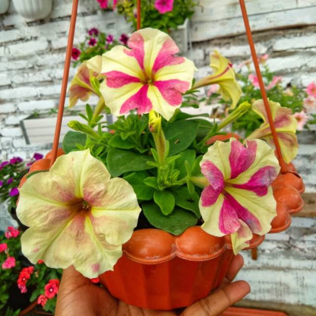 BIBIT/ BENIH/BIJI BERKUALITAS BUNGA PETUNIA MIX