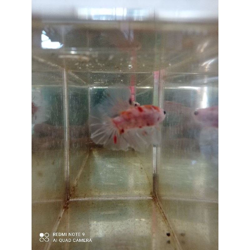 bahanan Cupang HM koi fency nemo
