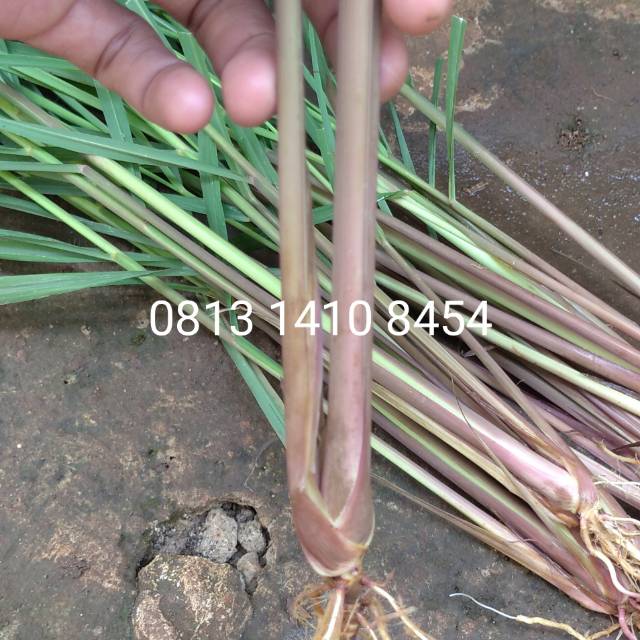 Jual Bibit Tanaman Serai Wangi Tanaman Obat Serai Merah Cymbopogon