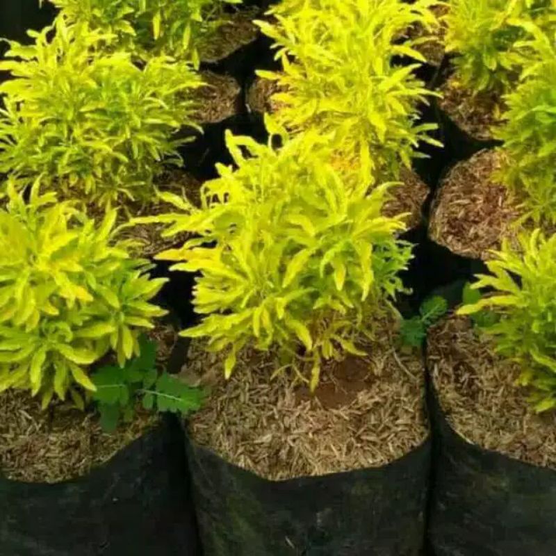 tanaman hias brokoli kuning - brokoli kuning