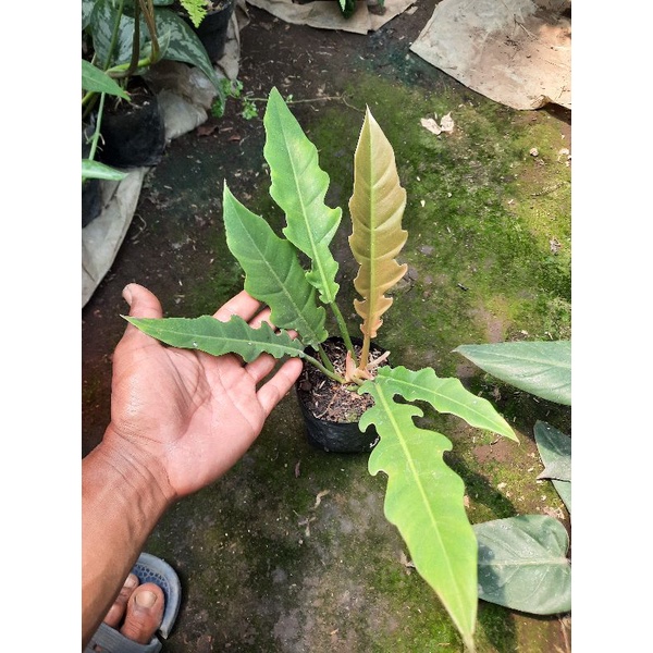 philo crocodile - philo gergaji