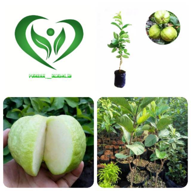 Bibit tanaman jambu kristal pohon jambu kristal