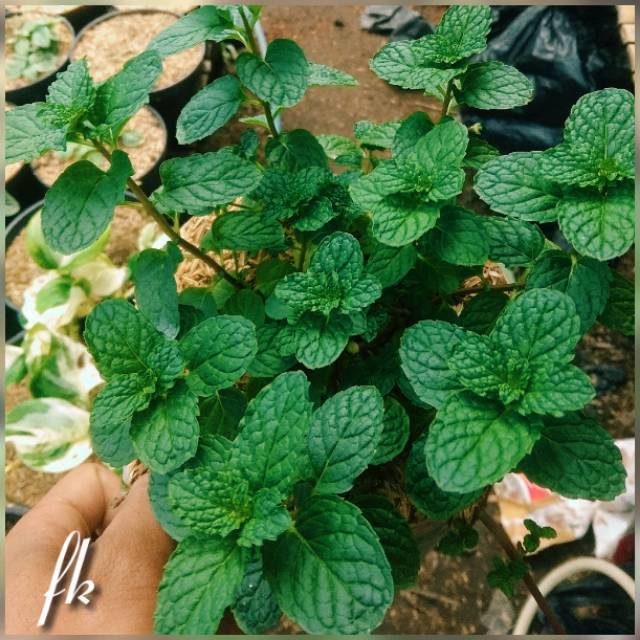 

Daun mint