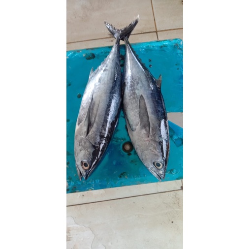 

hasil laut ikan tongkol licin dan tongkol sisik.