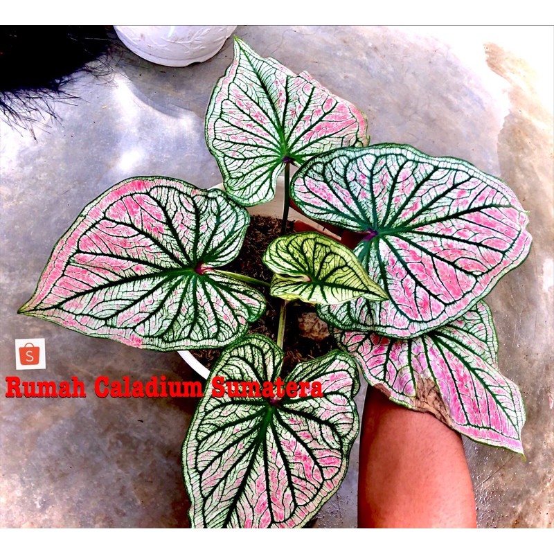Caladium angela ,caladium thailand,Keladi hias,keladi mirah