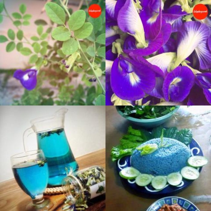 

PROMO Bunga Telang / Kembang Telang Pewarna Makanan Alami