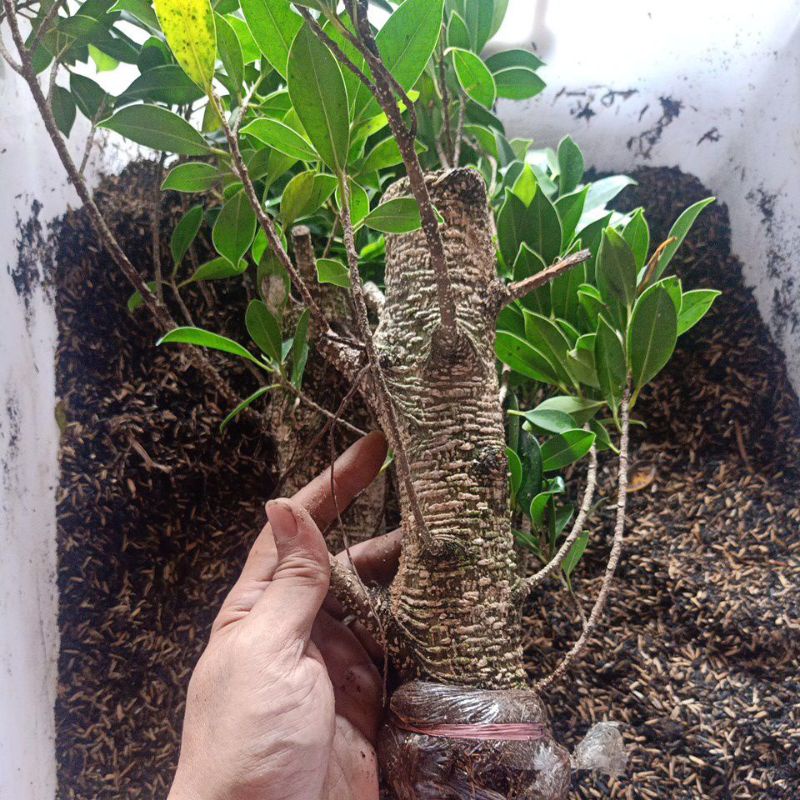 Bahan Bonsai Kimeng Besar