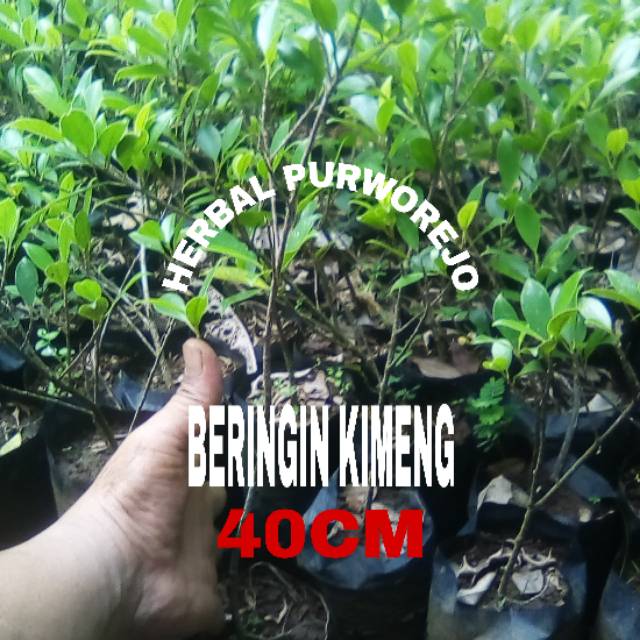 BIBIT BERINGIN KIMENG 30CM // BERINGIN KIMENG