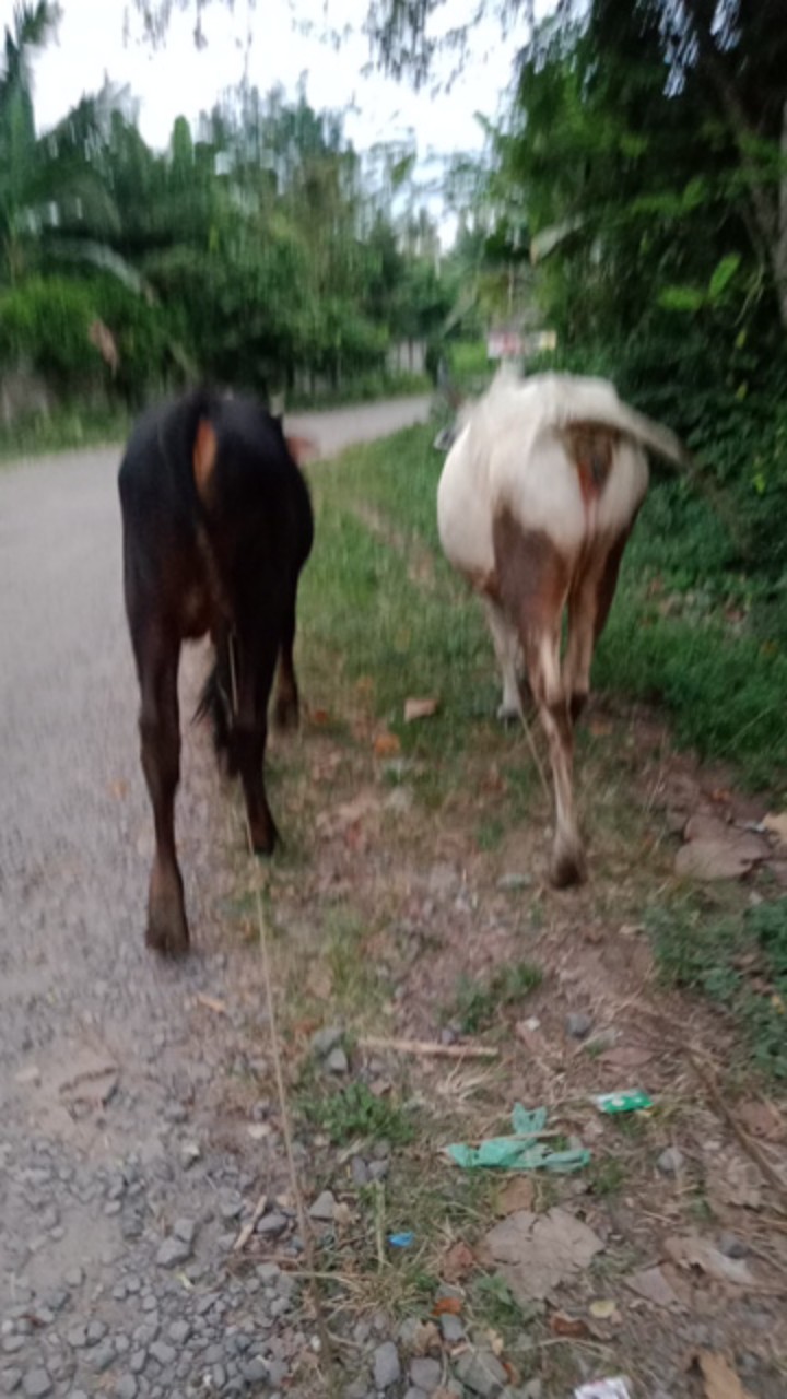 (bisa Seragaman) Babedo Kemeja Batik Pria Modern Motif Songket Lengan Panjang Premium Quality