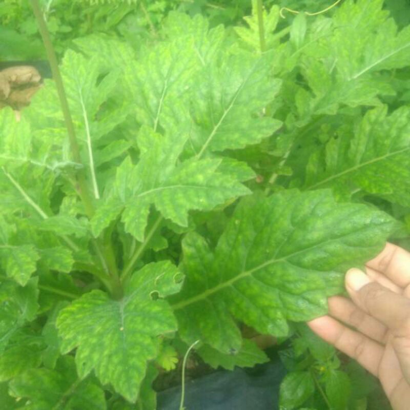 Daun dewa segar