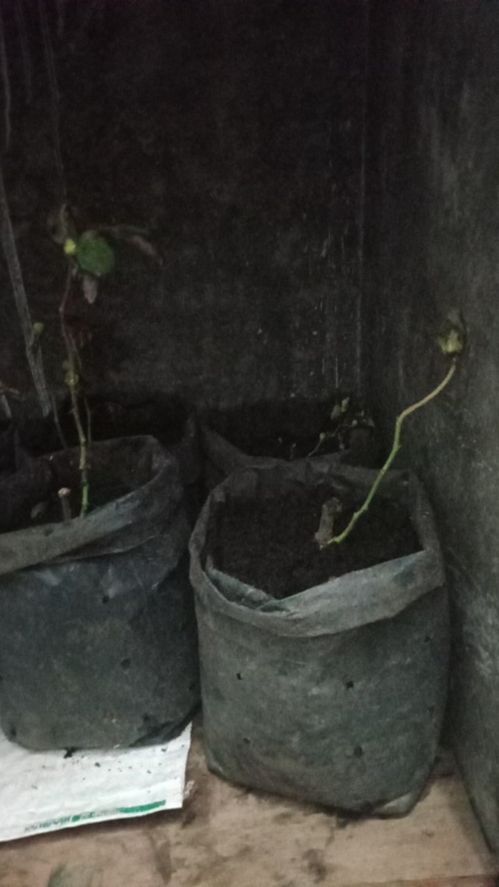 Paket Tanaman Bunga Mawar Mix 12 Pohon (1kg)