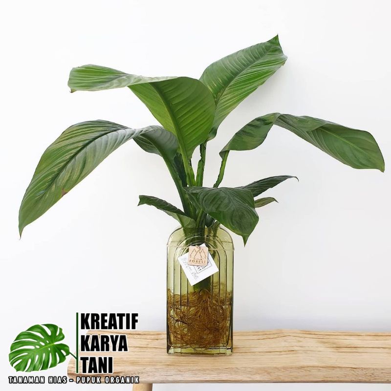 BISA COD Tanaman media air - Manaloa Tanaman hidup di air