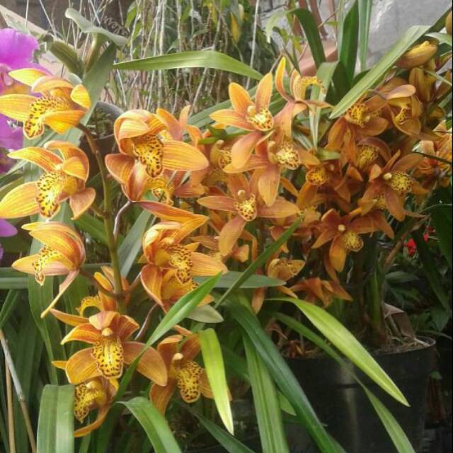 anggrek cymbidium chen ruby