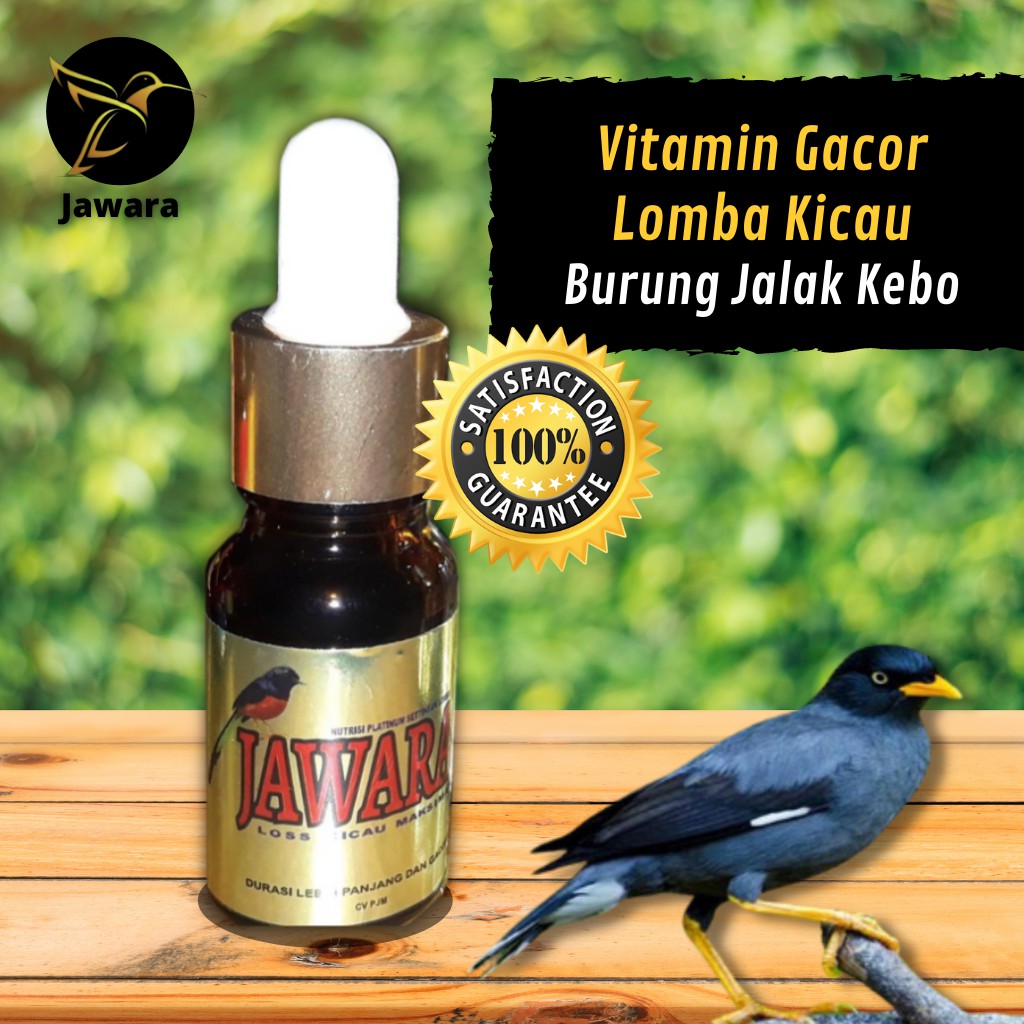 JAWARA Vitamin Gacor Lomba Kicau Burung Jalak Kebo