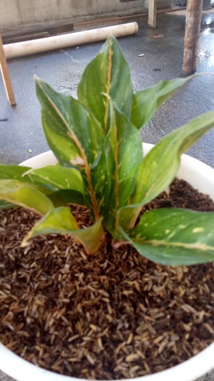 Aglonema Buterfly Induk