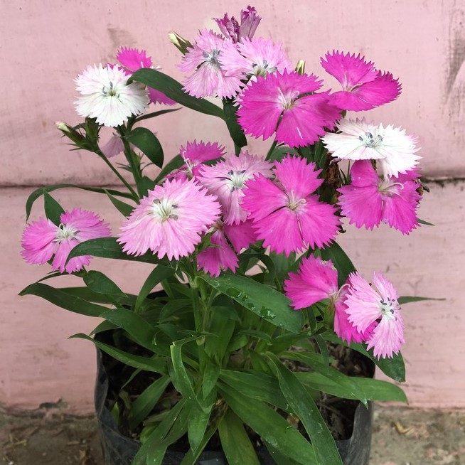 Bibit Bunga Anyelir Dianthus Putih Pink