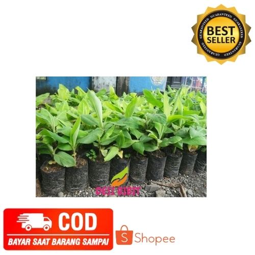 (COD) BIBIT PISANG TANAMAN POHON PISANG MERAH ROSE