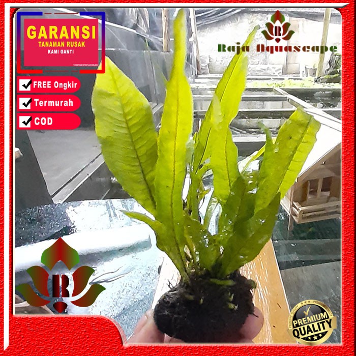 Tanaman aquascape hiasan akuarium kadaka java fern media wabikusa