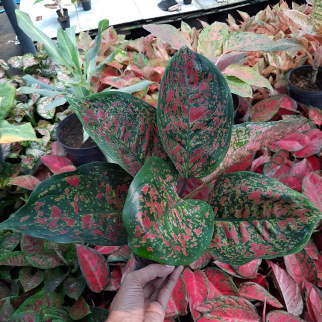 Tanaman Aglaonema Red Spider