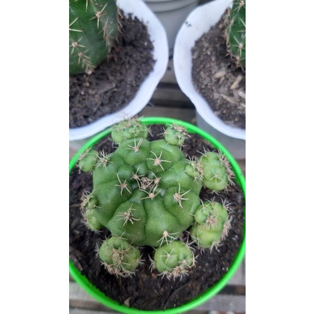 Kaktus Gymnocalycium Anisitsii Hijau