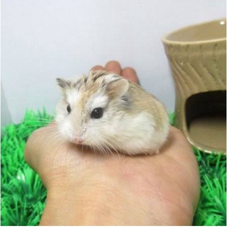Hamster Mini Roborovski Jinak Imut Lucu MURAH