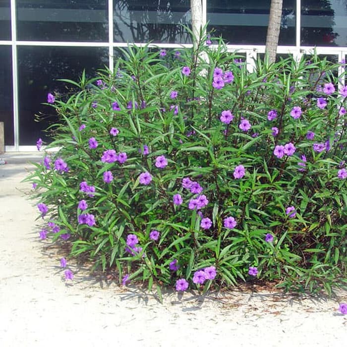 Tanaman Ruellia bunga ungu besar  IMPORT Ruellia Mexican 