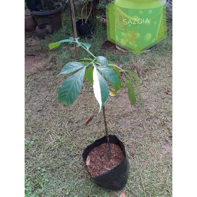 tanaman iles-iles varigata langka