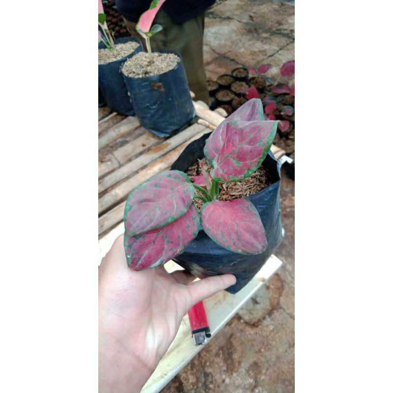 AGLAONEMA BLACK MAROON