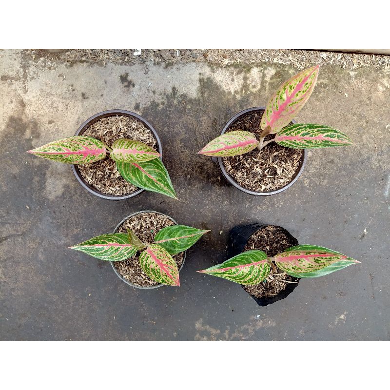 Aglaonema Red Legacy
