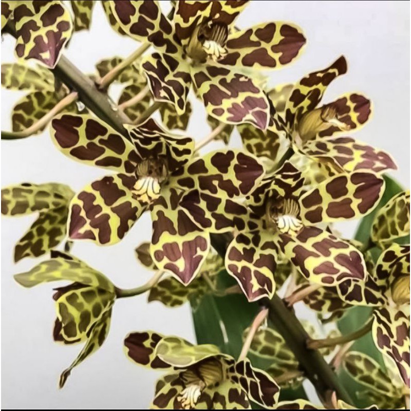 Anggrek Grammatophyllum Tiger's Paw Dewasa
