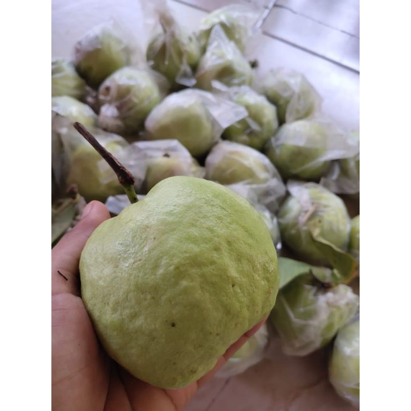 

Buah Jambu Kristal Segar Tanpa Biji