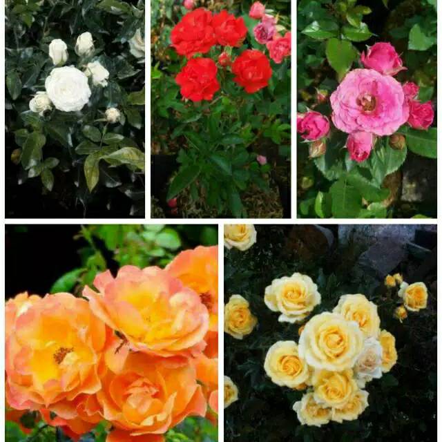 Tanaman hias mawar floribunda mawar jepang Shopee Indonesia Tanaman hias mawar floribunda mawar jepang Shopee Indonesia