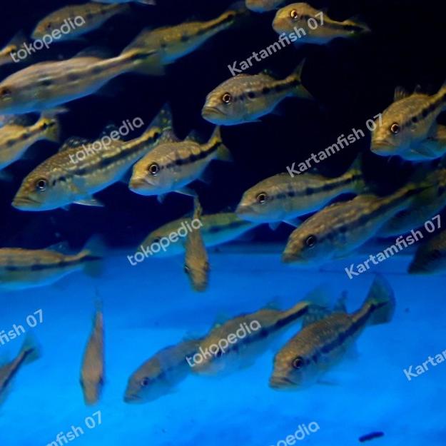 peacock bass pbass azul