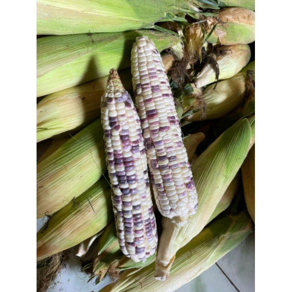 

JAGUNG KETAN PUTIH UNGU