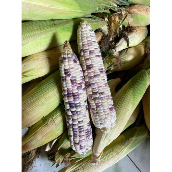 JAGUNG KETAN PUTIH UNGU