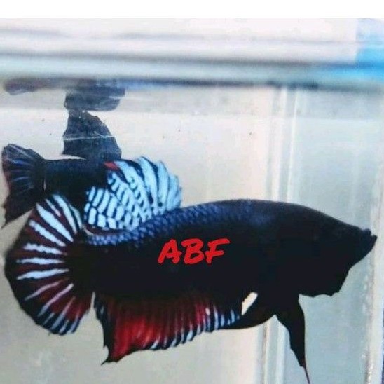 IKAN CUPANG ADUAN SAKAI THAILAND