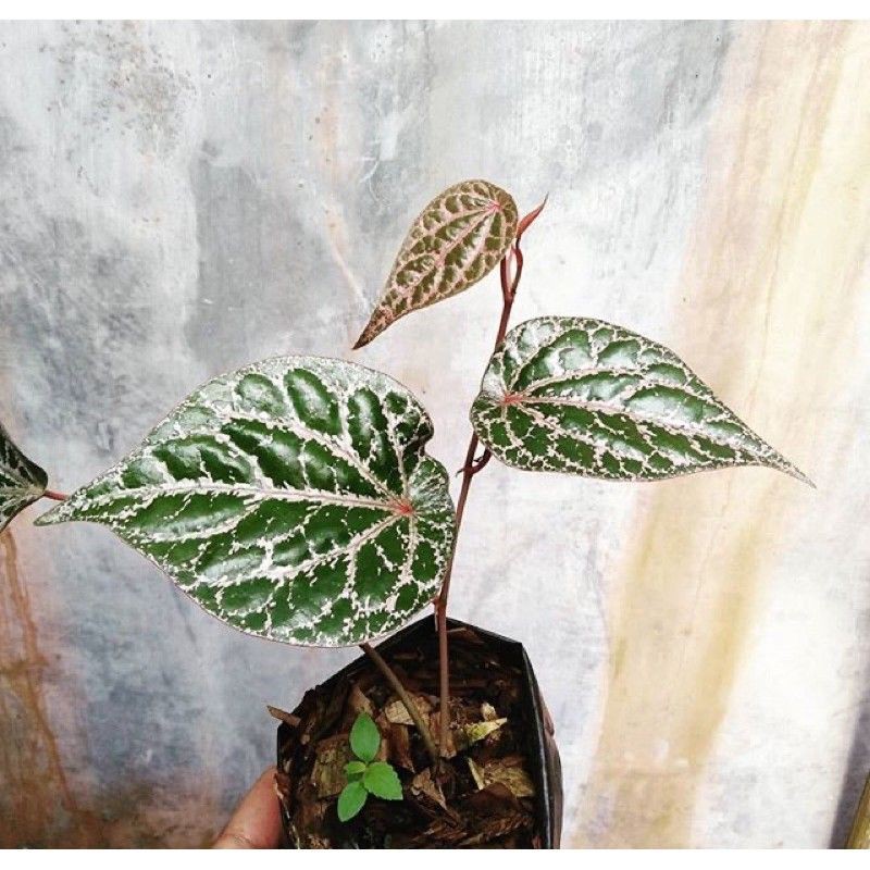 tanaman Herbal - tanaman obat daun Sirih merah, Sirih hijau, dan Sirih hitam