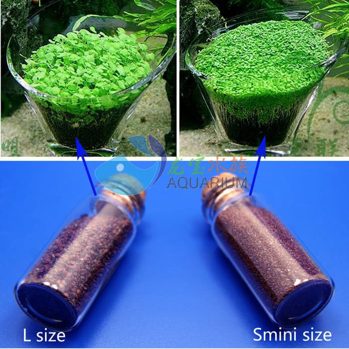 carpet seed benih tanaman air aquascape aquarium