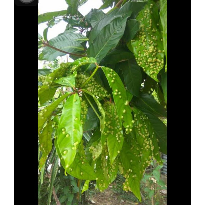 daun jambu jamaika daun jambu bol daun jambu air