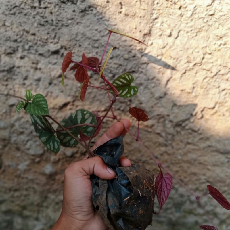 tanaman/sirih keraton/tanaman hias sirih keraton/bibit sirih keraton