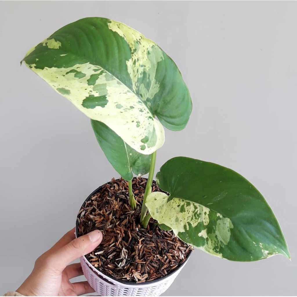 Tanaman hias Homalomena variegata - varigata