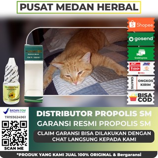 Obat luka kucing herbal, ringworm parasit kucing - Propolis SM 