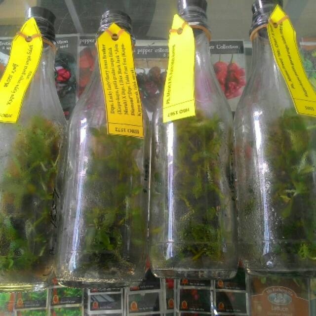 Bibit Anggrek Bulan Dalam botol