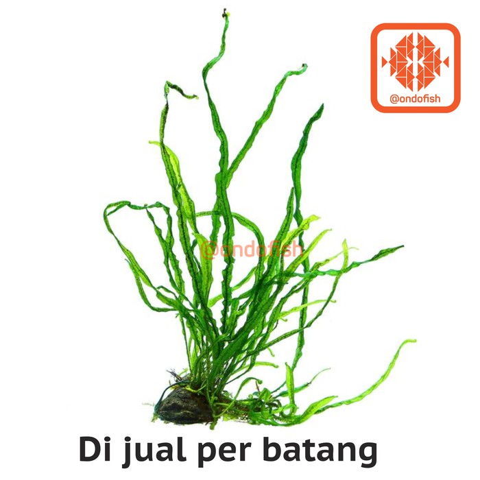 JTU536 Kadaka Needle tanaman aquascape