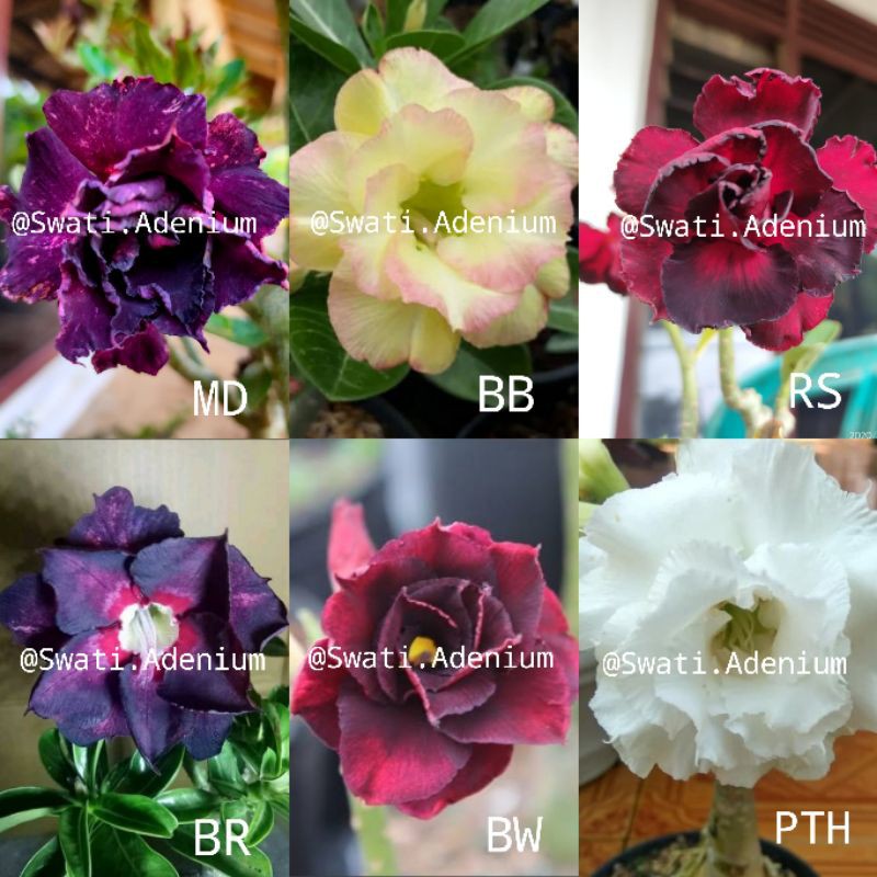 Adenium Bunga Tumpuk Kamboja Shopee Indonesia